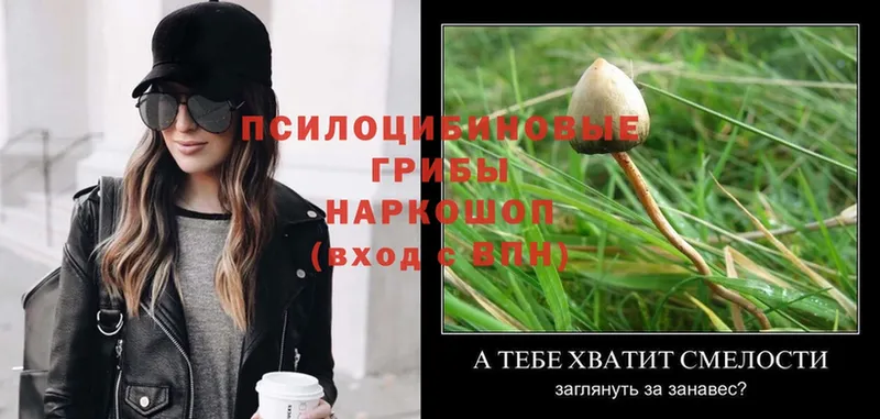 Псилоцибиновые грибы MAGIC MUSHROOMS  kraken tor  Белореченск  наркота 